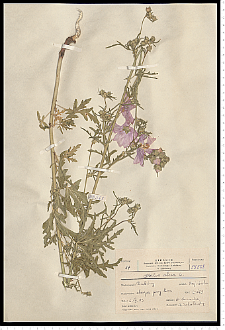 Malva alcea L.