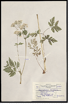 Chaerophyllum hirsutum L.