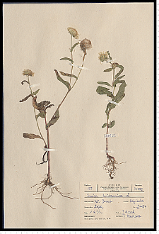 Inula britannica L.