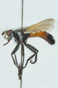 Cylindromyia brassicaria (Fabricius, 1775)