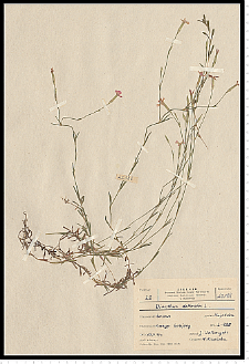 Dianthus deltoides L.