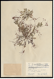 Erodium cicutarium (L.) L'Hér.