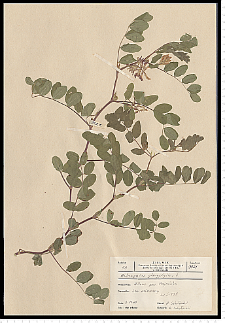 Astragalus glycyphyllos L.