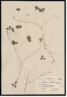 Trifolium repens L.