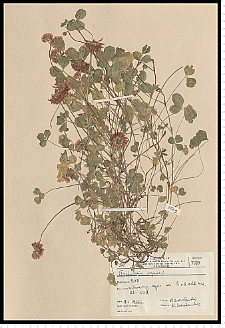 Trifolium repens L.