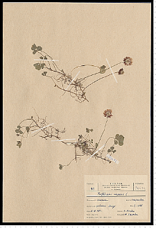 Trifolium repens L.