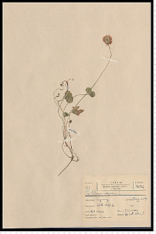 Trifolium repens L.