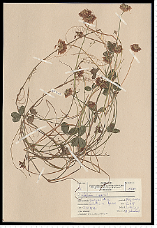 Trifolium repens L.