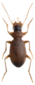 Leistus terminatus (Panzer, 1793c)