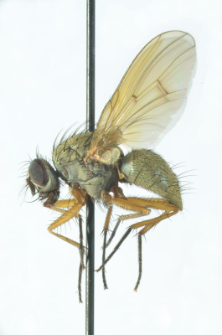 Helina depuncta (Fallen, 1825)