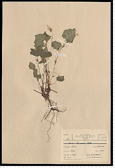 Viola riviniana Rchb.