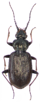 Loricera pilicornis (Fabricius, 1775)
