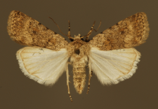 Caradrina clavipalpis Scopoli, 1763