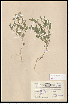 Chenopodium pedunculare Bertol