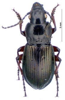 Pterostichus oblongopunctatus (Fabricius, 1787)