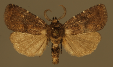 Charanyca ferruginea (Esper, 1785)