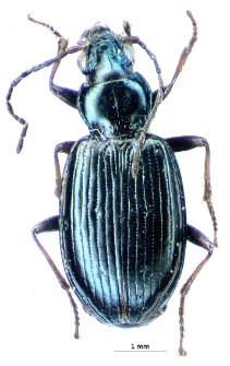 Bembidion punctulatum (Drapiez, 1820c)