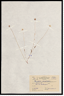 Parnassia palustris L.