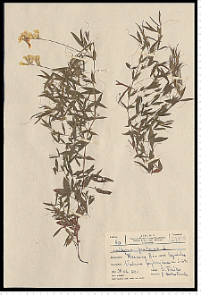 Lathyrus pratensis L.