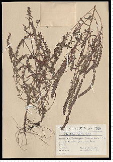 Odontites serotina (Lam.) Rchb. s. s.