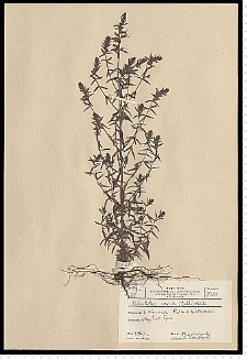 Odontites serotina (Lam.) Rchb. s. s.