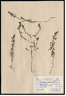 Odontites serotina (Lam.) Rchb. s. s.