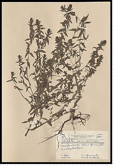 Odontites serotina (Lam.) Rchb. s. s.