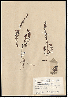 Odontites serotina (Lam.) Rchb. s. s.