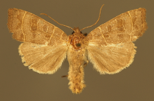 Ipimorpha subtusa (Denis & Schiffermüller, 1775)