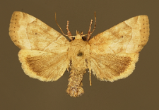 Cosmia trapezina (Linnaeus, 1758)