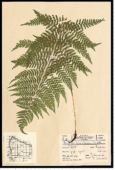 Athyrium filix-femina (L.) Roth