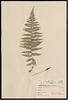 Athyrium filix-femina (L.) Roth