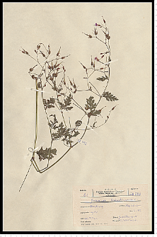 Geranium robertianum L.