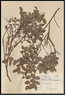 Vaccinium myrtillus L.