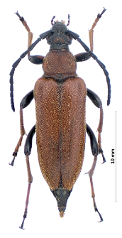Stictoleptura rubra (Linnaeus, 1758)