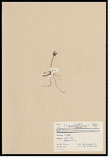 Botrychium matricariifolium (Retz.) A. Braun ex W. D. J. Koch
