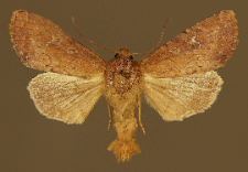 Apamea lateritia (Hufnagel, 1766)