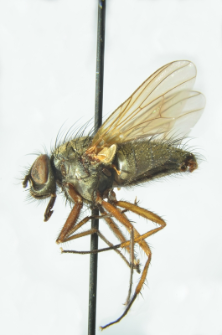 Phaonia angelicae (Scopoli, 1763)