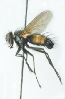 Thelaira nigripes (Fabricius, 1794)