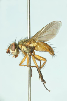 Hyalurgus lucidus (Meigen, 1824)