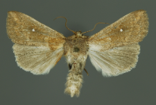 Mythimna albipuncta (Denis & Schiffermüller, 1775)