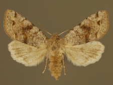 Orthosia incerta (Hufnagel, 1766)