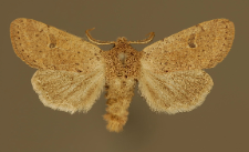 Orthosia cruda (Denis & Schiffermüller, 1775)