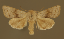 Orthosia opima (Hübner, 1809)