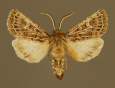 Tholera decimalis (Poda, 1761)