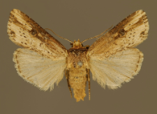 Axylia putris (Linnaeus, 1761)