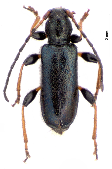 Phymatodellus rufipes (Fabricius, 1777)