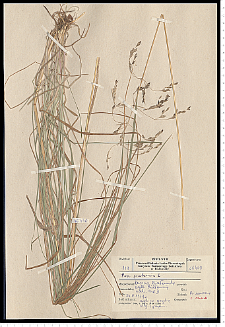 Poa palustris L.