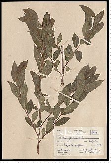 Salix pentandra L.