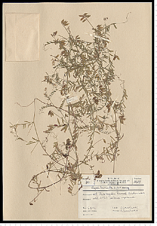 Vicia hirsuta (L.) S. F. Gray